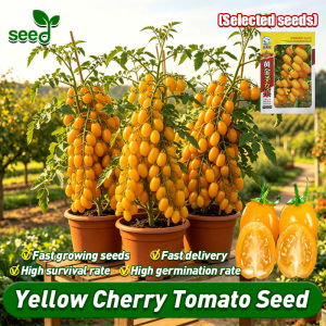 [Selected Seeds] 300pcs/pack Legit Yellow Cherry Tomato Seeds for Planting (Fast Growing) Sweet Cherry Tomatoes Seeds Bonsai Cherry Tomato Live Plant Organic Fruits and Vegetable Seeds for Gardening Indoor Potted Dwarf Cherry Tomato Seedlings