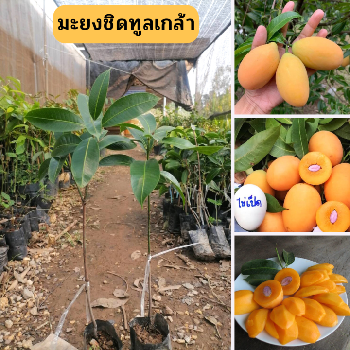 🌿ต้นมะยงชิดทูลเกล้า🌿 💥 ต้นเสียบยอด พันธุ์แท้ 🔥 🌱เนื้อเยอะ หวานกรอบ ...