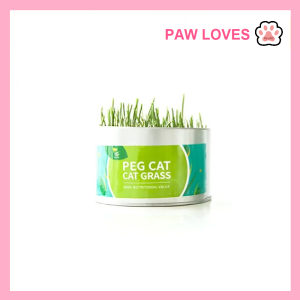 [Sg Ready Stock] Cat Grass Seed For Planting Easy to Grow Oat Grass That Your Cat Will Love Good Cat Grass - Pet Cat Grass Pot Hydroponics Set Cat Grass Snack Hair Ball Cleaning Stomach Grass Hydroponics Grass Cat Snack Cleaning Toys - Paw Loves
