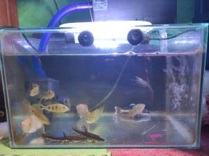 Top Filter Atas Aquarium Nikita Star 3 in 1 NS 333 Tanpa Kuras Gratis Busa Untuk Akuarium 40 50 cm NS333 Ns-333 Produk Original Murah