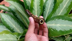 Pipa Rokok Kayu Liwung Macan Premium: Panduan Lengkap