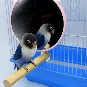 Bird Toys Plastic Mirrors 5.9in Dia Parrot Mirror Toy Hanging for Cage Suitable for Small Medium Birds Finch Canary