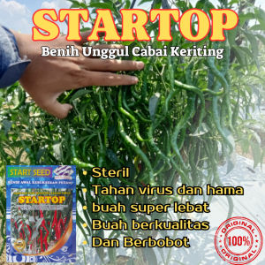 BENIH CABE KERITING STARTOP ISI 10 GR 2000 BIJI CABAI SUPER UNGGUL BUAH LEBAT TAHAN VIRUS