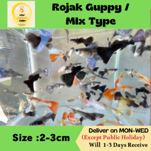 Rojak Guppy / Mix Type Guppy (RANDOM CHOOSE) / Freshwater/Livefish