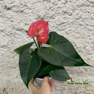[Live Plant] CVF Anthurium Colorado Netherlands Pink Anthurium |  | 溪谷农场 荷兰粉红女郎  科罗拉多州 火鹤花