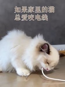 [SG Stock] Wooden Celestial Cat Toy - Teething Stick for Cat Molar Natural Wood Chew Toy  Interactive Dental Care