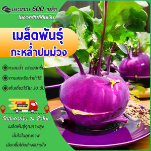 600 เมล็ด เมล็ดพันธุ์กะหล่ำปมม่วง เมล็ดกะหล่ำปมม่วง กะหล่ำปมม่วง โคราบี้สีม่วง เปลูกง่าย ให้ผลผลิตสูง