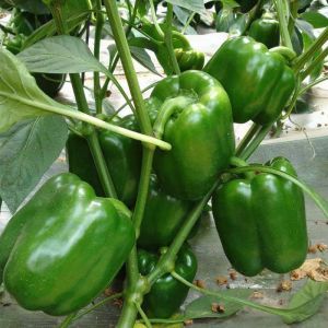 Extra Large Bell Peppers Sweet Peppers Large Sweet Peppers Green Peppers Bell Peppers Chili Peppers Balcony Spring Autumn Winter Vegetables