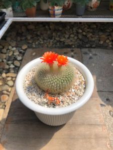 แคคตัสตลับทอง (Notocactus Haselbergii ssp. graessneri) ขนขาวนุ่มหนารอบผิว อายุ 2-3 ปี กว้าง 8 cm กระถาง 4"