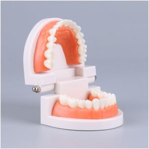 Dental Model Study Edukasi Dokter Gigi Phantom Studi Rahang Gigi Typodont Gusi Karet Alat Peraga Gigi Patung Gigi Anak