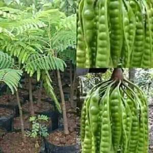 Bibit Tanaman Pete / Petai Hasil Okulasi cepat berbuah