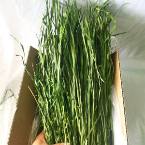 Premium Wheat Grass烘干小麦草干 箱装1kg Rabbit Chinchilla Guinea Pig Food Feed
