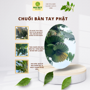 CHUỐI BÀN TAY PHẬT BẢO CHUẨN GIỐNG – CÂY ĐÃ CÓ TRÁI CÂY BÁN TÁCH TỪ CÂY MẸ - MAI HUY SINCE 2008