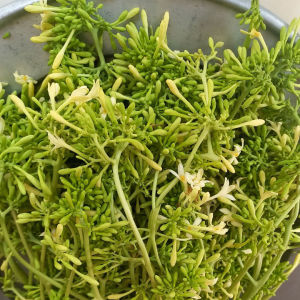 Hoa Đu Đủ Đực tươi hữu cơ 1kg