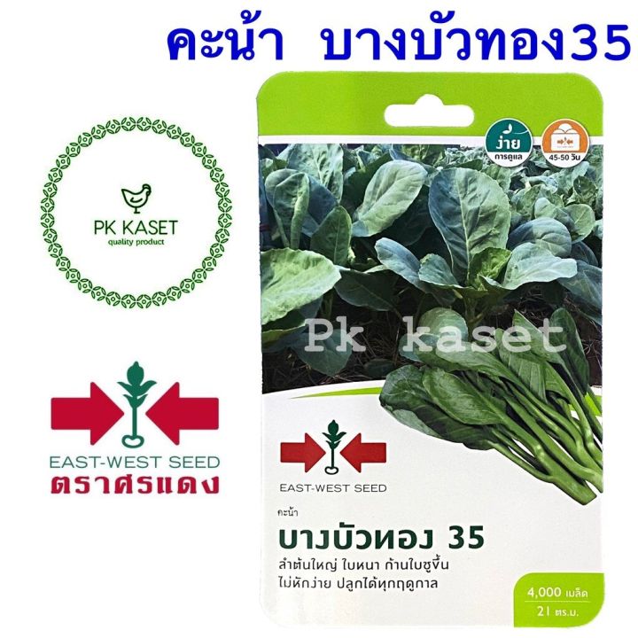 5 อันดับ เมล็ดพันธุ์คะน้าศรแดง ยี่ห้อไหนดี? อัปเดตปี 2025 สำหรับคนรักผักสวนครัว
