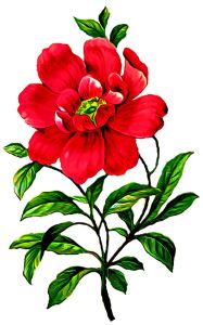 Hình Ủi Nhiệt Decal Nhiệt KTS - HOA ĐẸP IN PET IN ÁO MAY MẮN 2025 - in nhiệt trên vải.