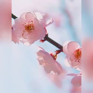 RUK Laikou Cherry Blossom Essence Face Cream 60g 2025