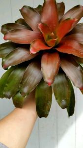SOV Bromeliad Neo Pokok Nanas Hiasan Real Live Plant Pokok Hidup Outdoor Plant