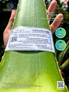 [BẸ VIP_BẸ HÀNG LỰA] 02Kg Bẹ Nha Đam giống Mỹ bẹ dài trên 40cm bẹ từ 550-600grm/bẹ giòn ngọt nhiều dinh dưỡng phù hợp cho nấu nước giải khát mùa hè.