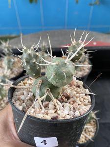 หนามกระดาษแคคตัส Tephrocactus articulatus var papyracanthus ฟอร์มกอสวยงาม อยู่ในกระถาง 2-3 นิ้ว ส่งทั้งกระถาง