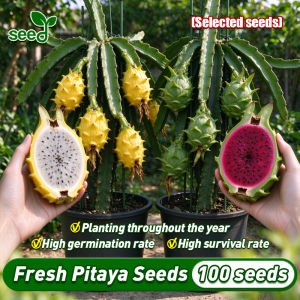 [Selected Seeds] 100Seeds/pack Organic Mixed Dragon Fruit Seeds for Planting Fruit Trees (High Germination) Bonsai Dragon Fruit Plant Seeds Pitaya Seeds Dwarf Fruit Bearing Trees Seeds Indoor Bonsai Tree Live Balcony Potted Yellow Dragon Fruit Seedlings
