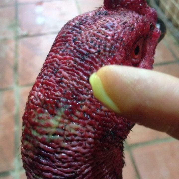 Top%206%5Bl%E1%BB%8D%2030g%5DB%C3%B4i%20Tan%20%C4%91%C3%B2n-ch%E1%BB%91ng%20nhi%E1%BB%85m%20tr%C3%B9ng-Ti%C3%AAu%20s%C6%B0ng-Tan%20M%C3%A1u%20b%E1%BA%A7m%20hi%E1%BB%87u%20qu%E1%BA%A3%20cho%20g%C3%A0%20sau%20%C4%91%C3%A1-thu%E1%BB%91c%20g%C3%A0%20%C4%91%C3%A1%20th%C3%A1i%20lan%20-%20Image%204