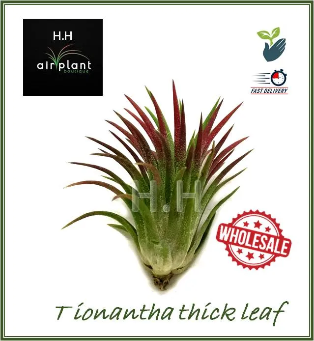 Air Plant Tillandsia Ionantha Tall / Thick Leaf / Stricta Airplant