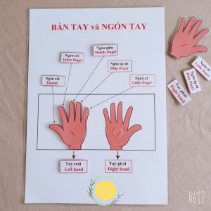 Học liệu bóc dán Montessori Bàn tay và Ngón tay - Giáo cụ montessori Giáo cụ mầm non