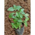 bibit pohon nilam | tanaman herbal | daun bahan campuran minyak wangi. 