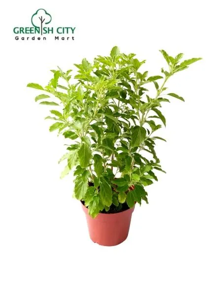 GNC Thulasi Holy Basil Herbs Live Plant Pokok Herba Lazada