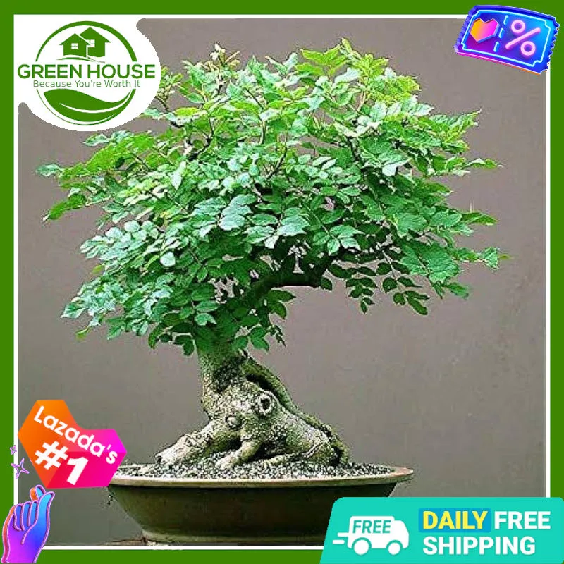 bambus campbell Nicht-ausläuferbildender Bambus Kollektion (x2) - Fargesia robusta campbell,  fargesia scabrida asian wonder
