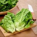 RedMart Baby Romaine Lettuce Salad. 