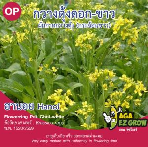 เมล็ดพันธุ์ กวางตุ้งดอกขาวฮานอย (ถุงใหญ่)