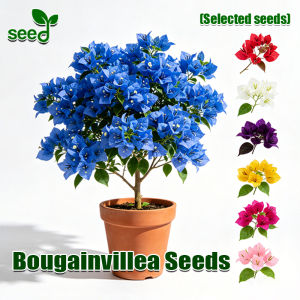 [Fast Growing] 100% Authentic Bougainvillea Seeds (50 pcs/pack) Mixed Flowering Seeds for Planting Dwarf Bougainvillea Plant Bonsai Bougainvillea Live Plant Garden Flower Plant Seeds Indoor Plants Real Plants Balcony Potting Bougainvillea Flowers Seeds