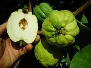 MM- Seedless Guava (jambu batu) Live Plant sappling