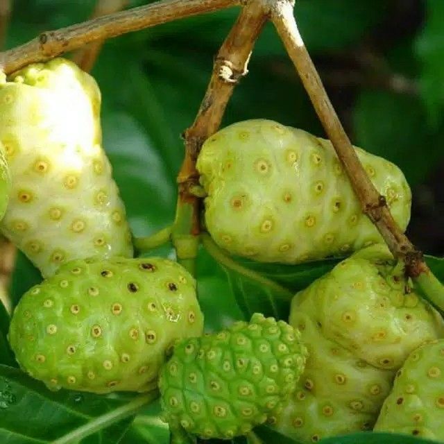 buah mengkudu / pace 1kg  fresh