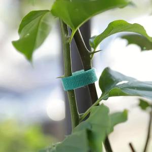 ZEEMIN 20/2M Nylon Plant Ties Plant Bandage Hook Tie Loop Adjustable Plant Support Reusable Fastener Tape for Home Garden Accessories