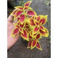 Sindo - Coleus Live Plant WX8AS2G6H9. 