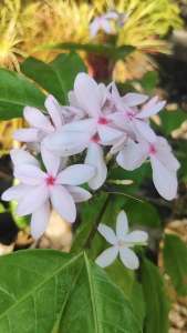 พุดชมพู แข็งแรงและรากเต็มกระถางขนาด กระถาง 11 นิ้ว (กทม)