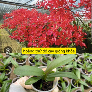 hoa lan hoàng tử đỏ hàng giống dể trồng dể chăm sóc nhập thái
