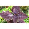 Daun Miana Herbal. 