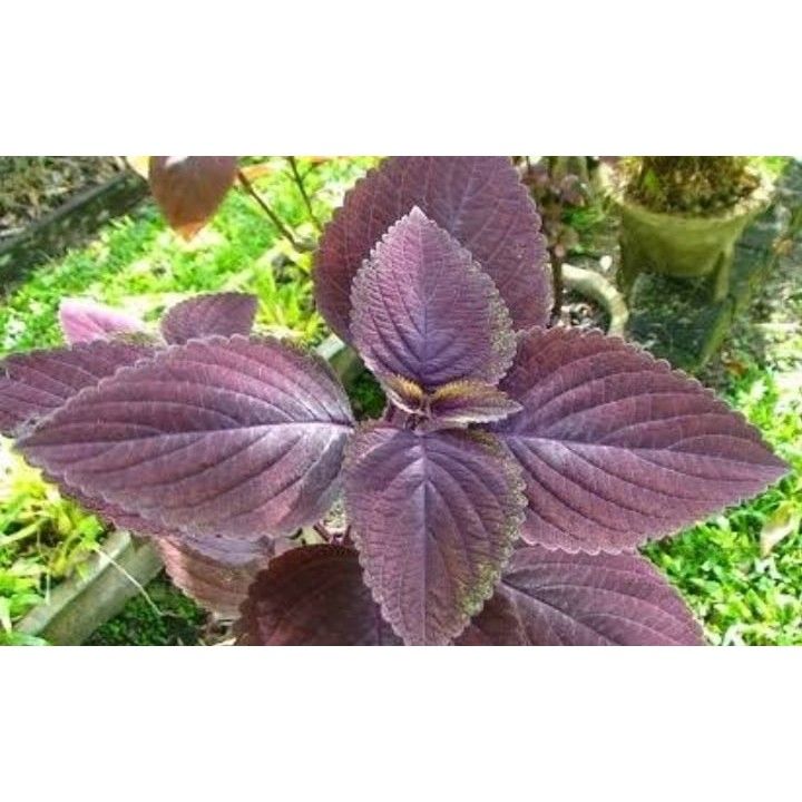 Daun Miana Herbal