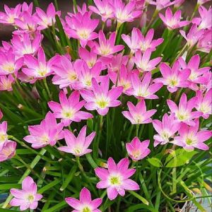 Bibit Tanaman Hias Bunga Lily Pink Termurah