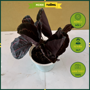 Cây Đuôi Công Tím - Cây Kiểng Để Bàn