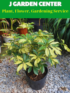 Cây ngũ da bì cẩm thạch dễ sống trồng ban công sân vườn cây dễ chăm sóc ít sâu bệnh cây đuổi muỗi cây ngũ da bì vàng