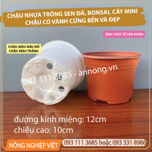 Chậu nhựa có vành miệng (12cm miệng x 10cm cao) Chậu trồng Sen Đá Chậu nhựa trồng Xương Rồng Bonsai