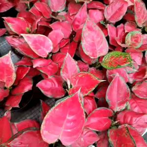 TERLARIS!! AGLONEMA RED ANJAMANI RIMBUN MERAH DAUN 4/5/6 MURAH / Tanaman Hias Aglonema Red Anjamani Suksom Sultan Brunai Anggrek Dll