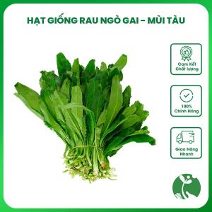 Hạt giống rau Ngò Gai (Mùi tàu) gói 5gr Trồng quanh năm