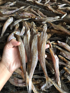 khô cá mối nguyên con sạch ngon rẻ bổ- Vựa Khô Tú Sương