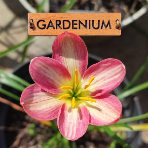 Umbi Bunga Rain Lily Trixie Ladybug - Rainlily Zephyranthes Hybrid